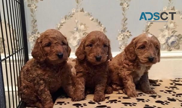 Cockapoo Puppies for sale