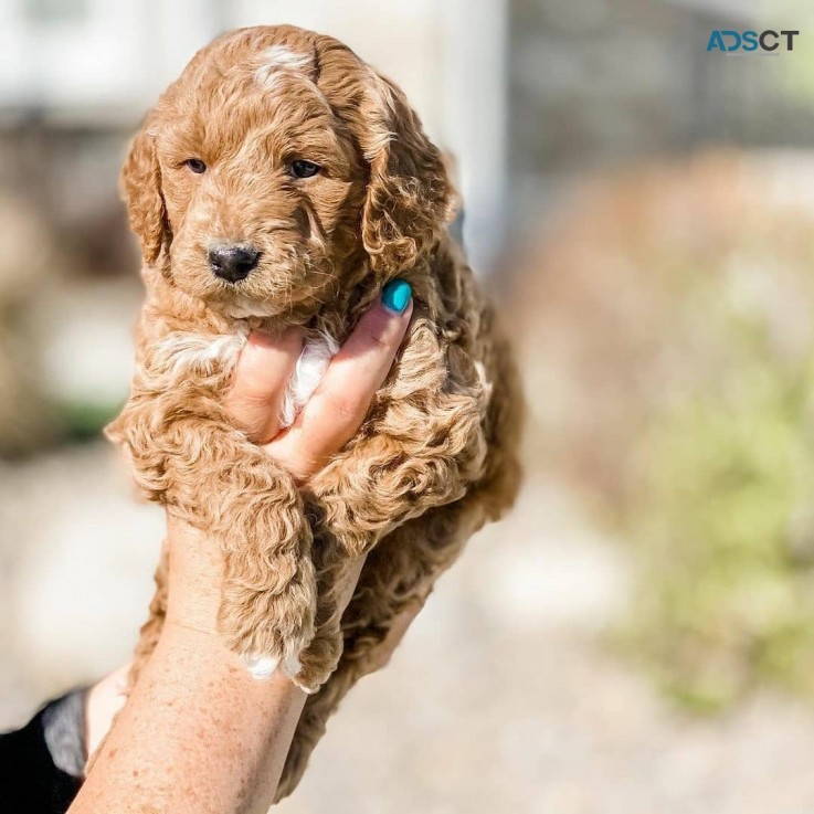 Golden Doodle puppies for sale