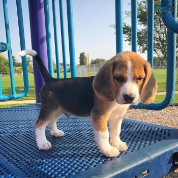 Beagle puppies for sale