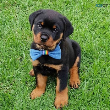 Rottweiler puppies for sale