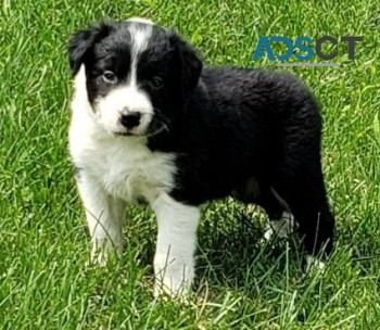 Border Collie puppies for sale