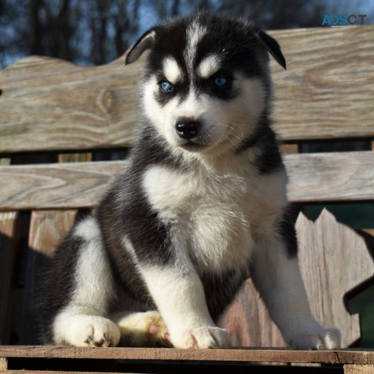 Siberian Husky puppies for sale