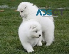 Samoyed Puppies For Sale