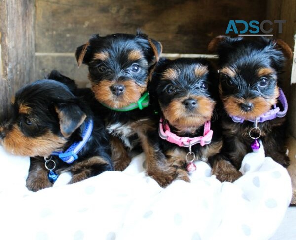 Yorkshire Terrier puppies For sale