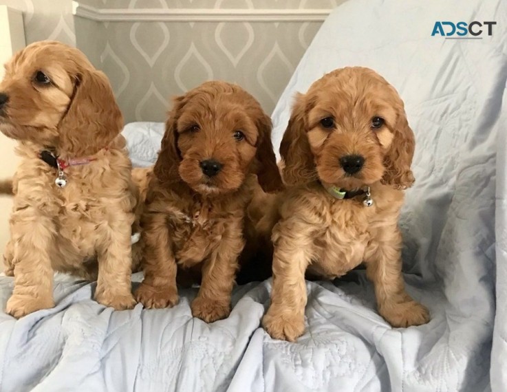 Cockapoo Puppies available now