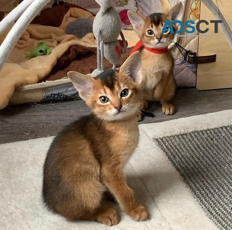 Abyssinian Kittens for sale.