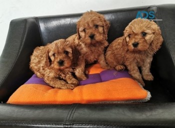 Cavapoo Puppies for sale