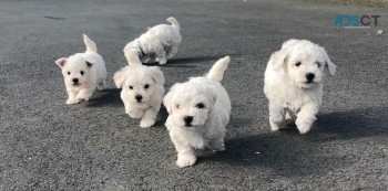 Bichon Frise Puppies for sale.