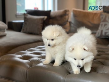 Japanese Spitz Puppies