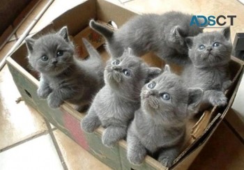 British Shorthair Kittens for sale