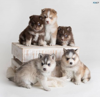 Pomsky Puppies for sale