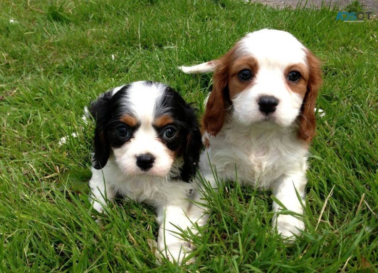 Cavalier King Charles pups for sale