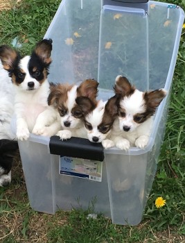 Papillon Puppies for sale.