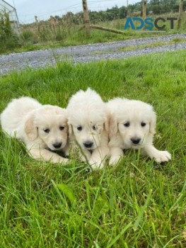 Golden Retriever Puppies 