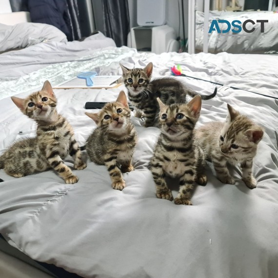 We offer quality Bengal kittens