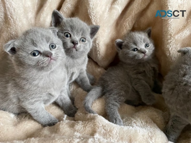 Scottish Kittens