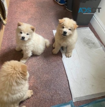 Chow Chow puppies