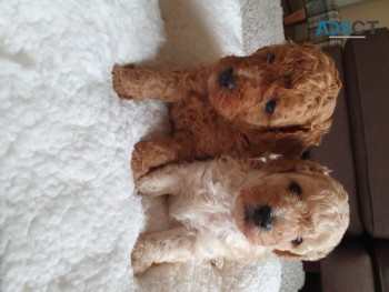 Poodle Puppies 