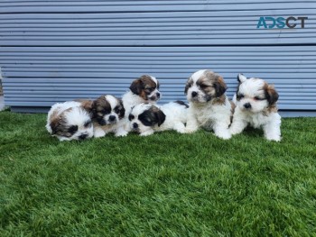 Beautiful Shih Tzu puppies for good home