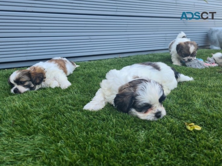 Beautiful Shih Tzu puppies for good home