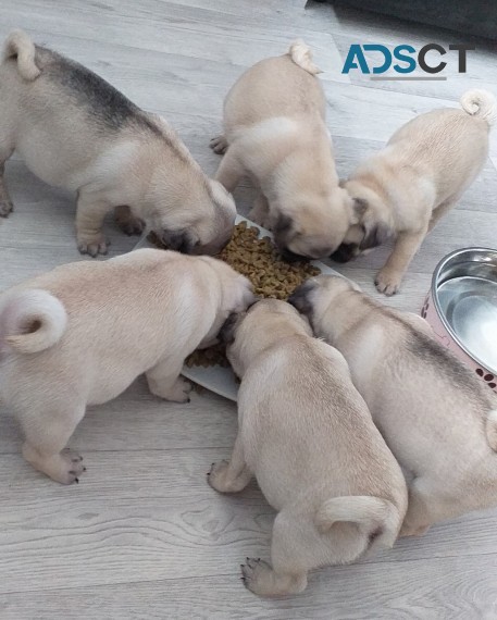 Beautiful Pug puppies for good home