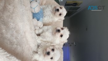 Pure White Maltese Puppies Ready for sal