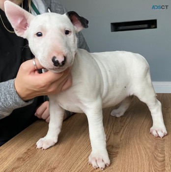 English Bull Terrier Puppies for sale 