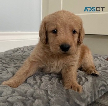  Labradoodle Puppy for Re-homing