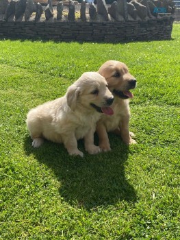 Golden Retriever Puppies Ready Now 