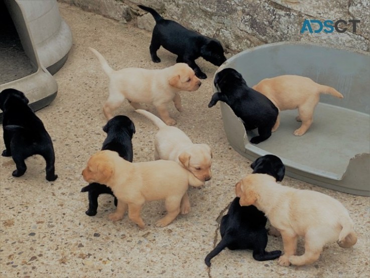 Nice Labrador Retriever Puppies For Sale