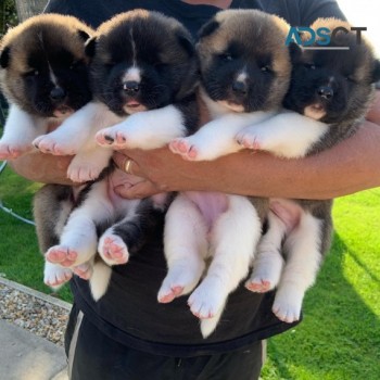 Beautiful Akita puppies for good home