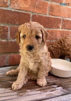 Goldendoodle Puppies for sale 