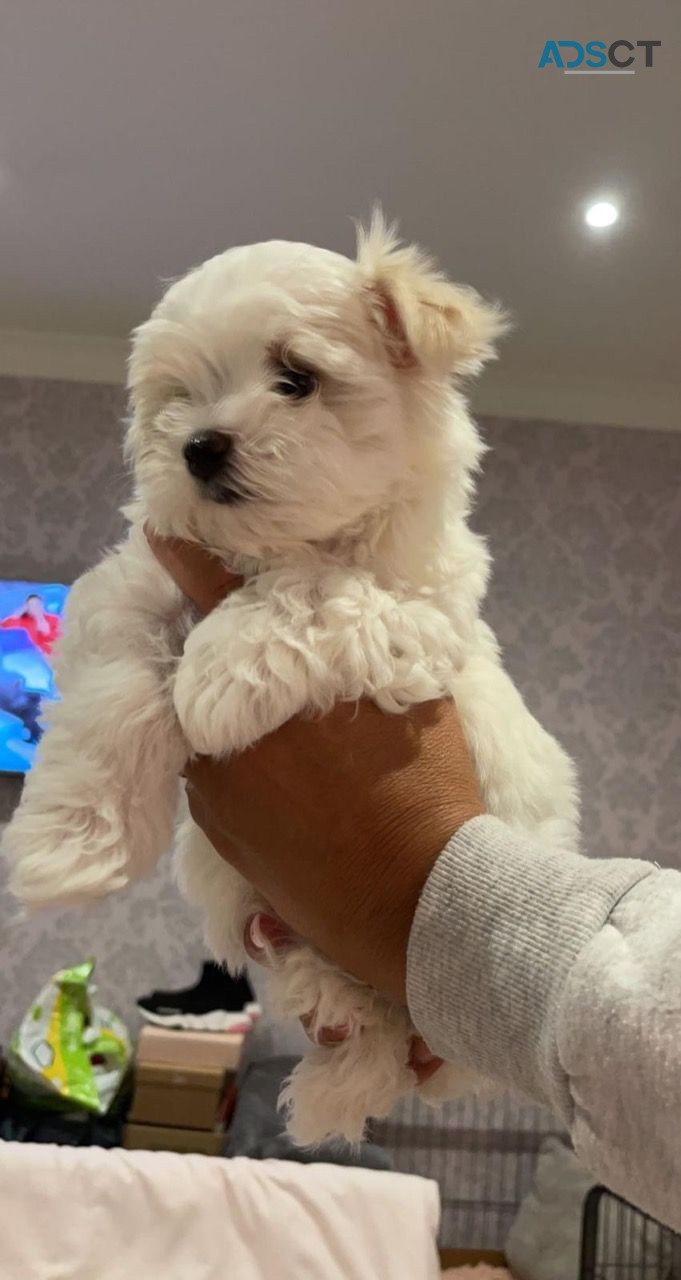 Excellent Maltese Puppies For Sale