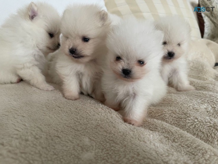  Charming pomeranian  Puppies