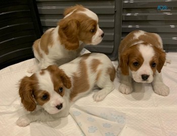 Cavalier King Charles Spaniel