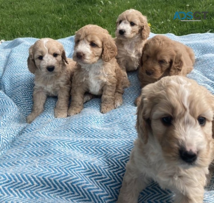 Cockapoo Pups ready now 