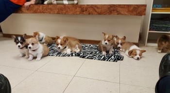 Corgi puppies for sale