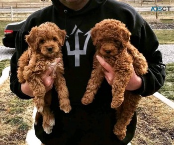 Cockapoo Puppies for sale