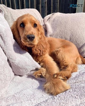 Kc Cocker Spaniel Show Type Puppies