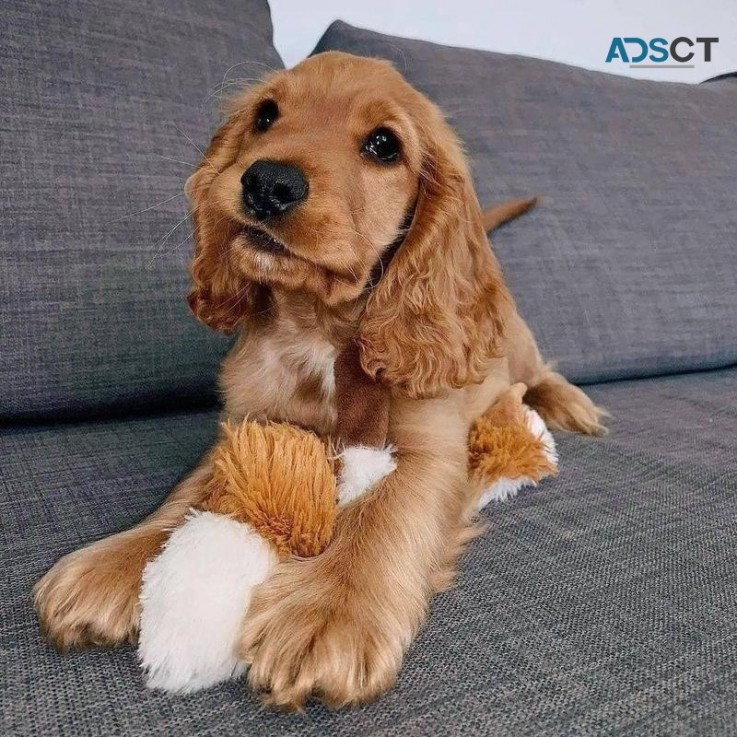 Kc Cocker Spaniel Show Type Puppies