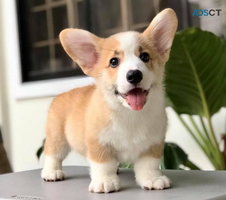 Beautiful Welsh Corgi Puppies