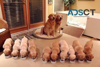 Golden Retriever puppies for sale