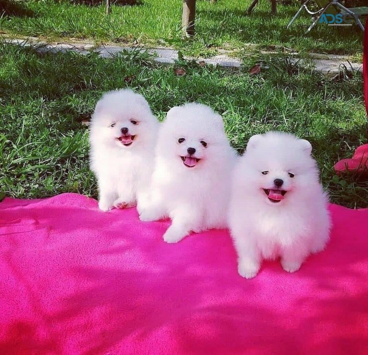 Pomeranian puppies for sale