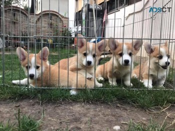 Beautiful Welsh Corgi Puppies