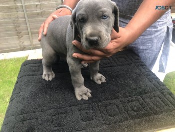 Cute Outstanding Great Dane Puppies