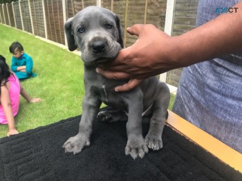 Cute Outstanding Great Dane Puppies