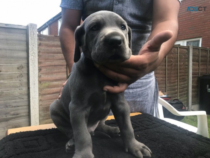 Cute Outstanding Great Dane Puppies