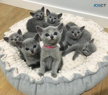 Russian Blue kittens for sale