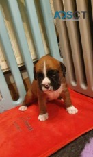 Gorgeous Boxer available