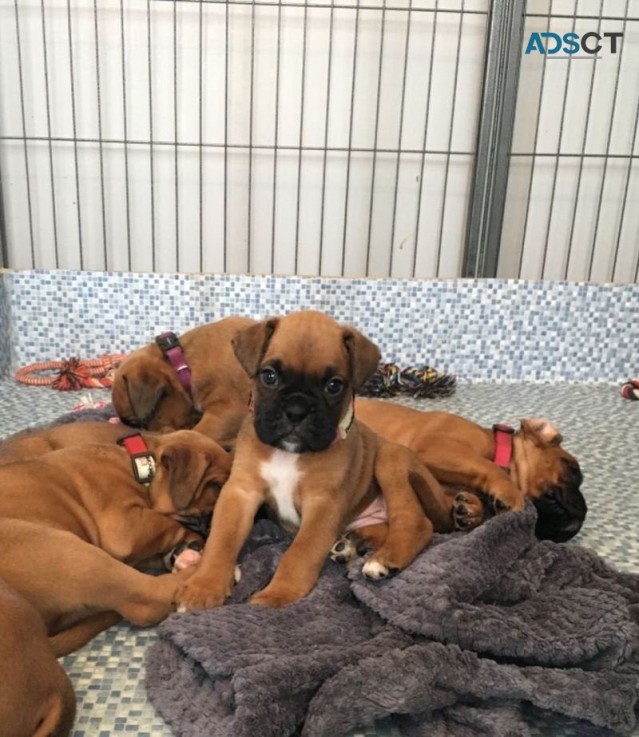 Gorgeous Boxer available